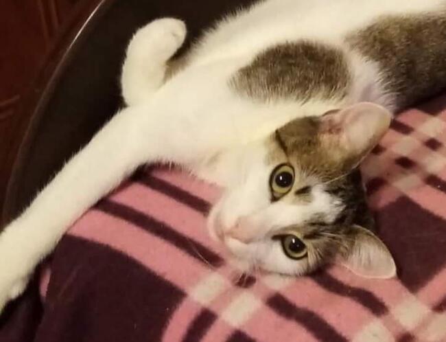 Kajtuś kochany ok. roczny kocurek Magda Lasko.