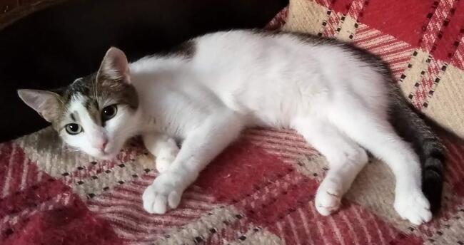 Kajtuś kochany ok. roczny kocurek Magda Lasko.