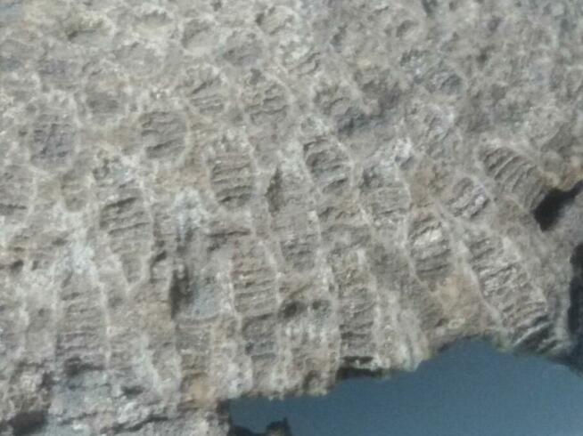 Koralowiec denkowy Favosites skamielina