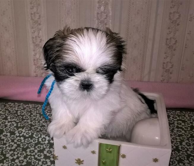 Shih Tzu szczeniaczki z rodowodem ZKwP(FCI) Olsztyn