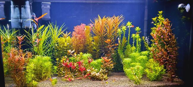 Rośliny akwariowe