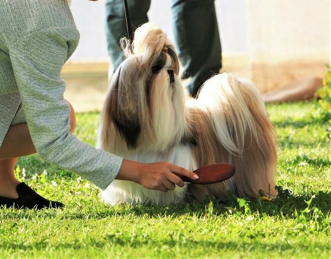 Shih Tzu szczeniaczki z rodowodem ZKwP(FCI) Olsztyn