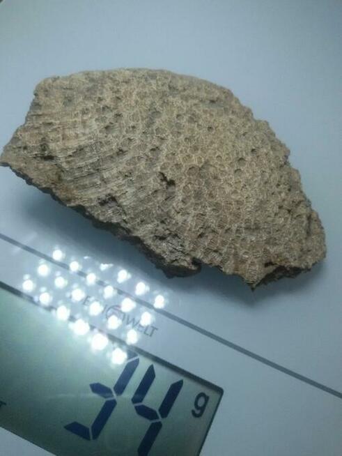 Koralowiec denkowy Favosites skamielina