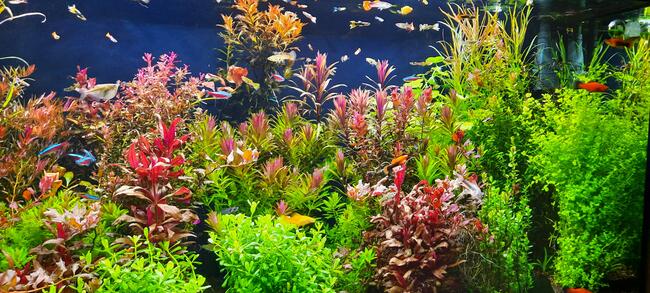 Rośliny akwariowe