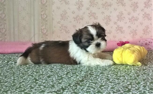 Shih Tzu szczeniaczki z rodowodem ZKwP(FCI) Olsztyn