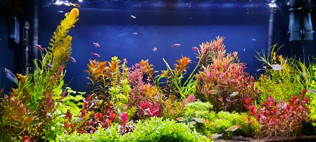 Rośliny akwariowe
