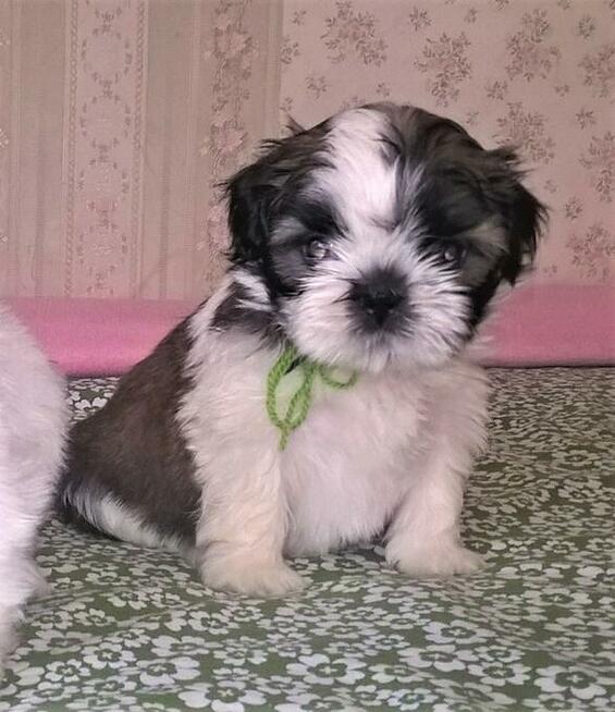 Shih Tzu szczeniaczki z rodowodem ZKwP(FCI) Olsztyn