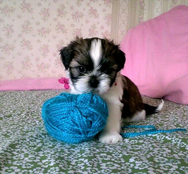 Shih Tzu szczeniaczki z rodowodem ZKwP(FCI) Olsztyn