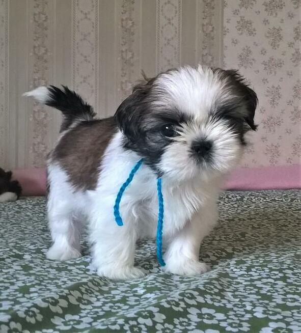 Shih Tzu szczeniaczki z rodowodem ZKwP(FCI) Olsztyn