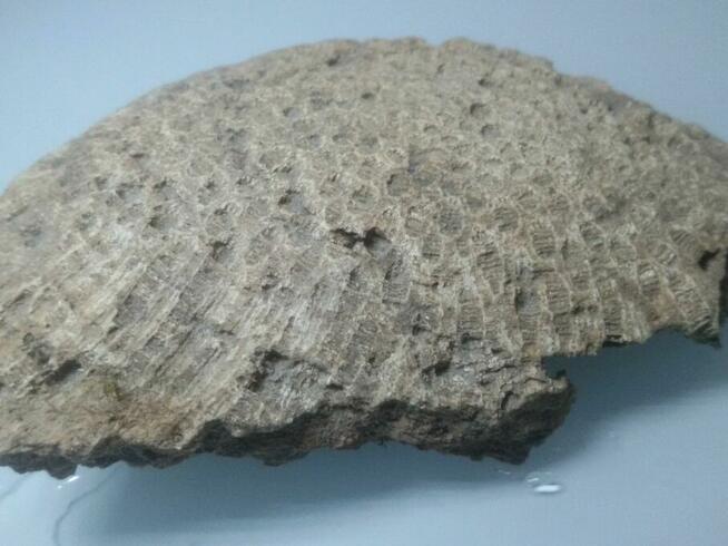 Koralowiec denkowy Favosites skamielina