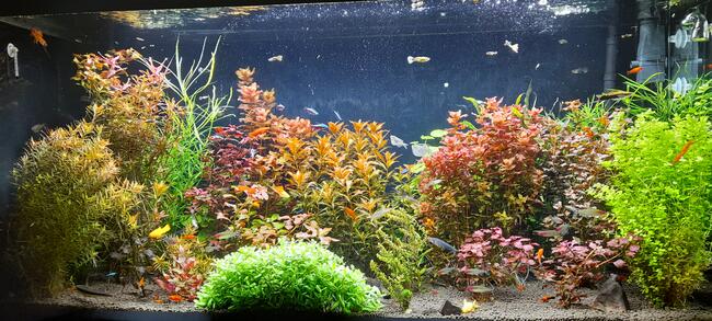 Rośliny akwariowe