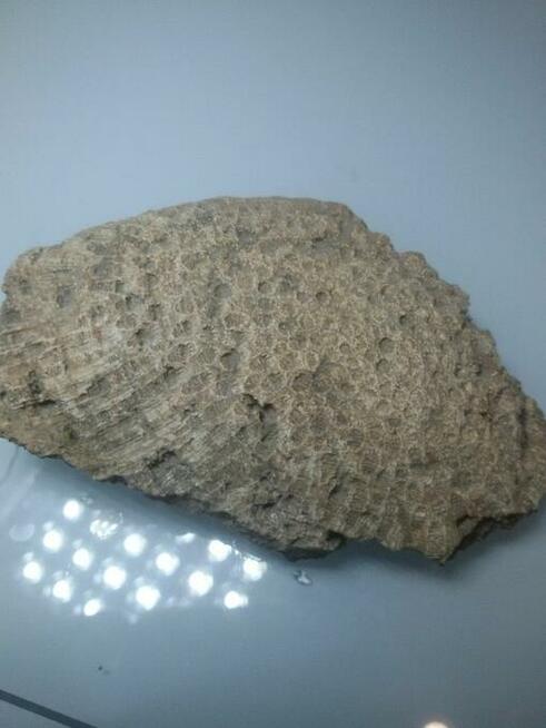 Koralowiec denkowy Favosites skamielina