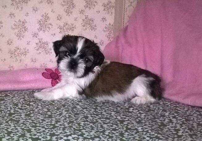 Shih Tzu szczeniaczki z rodowodem ZKwP(FCI) Olsztyn