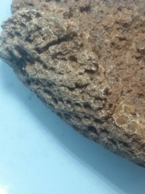 Koralowiec denkowy Favosites skamielina