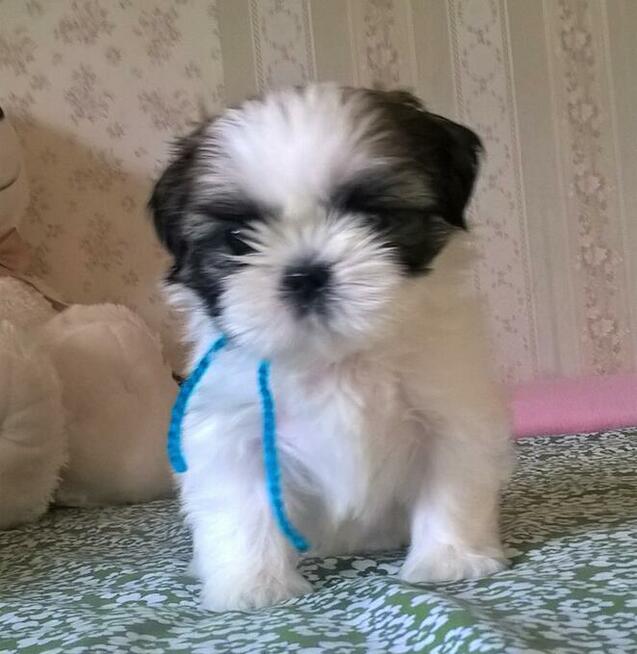 Shih Tzu szczeniaczki z rodowodem ZKwP(FCI) Olsztyn