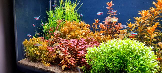 Rośliny akwariowe