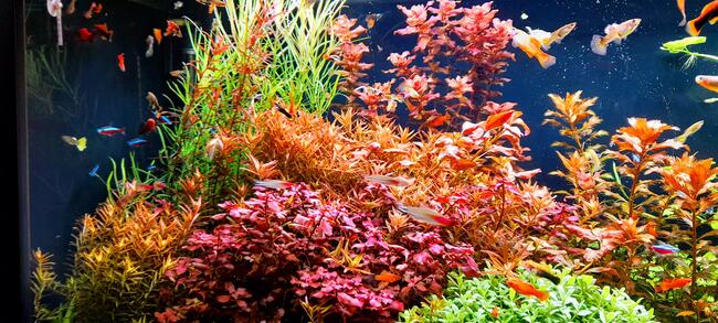 Rośliny akwariowe