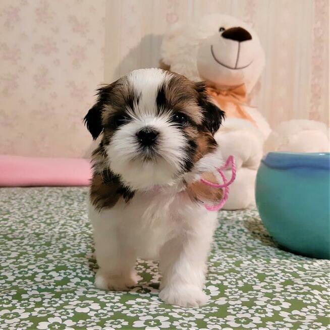 Shih Tzu szczeniaczki z rodowodem ZKwP(FCI) Olsztyn
