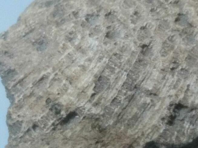 Koralowiec denkowy Favosites skamielina