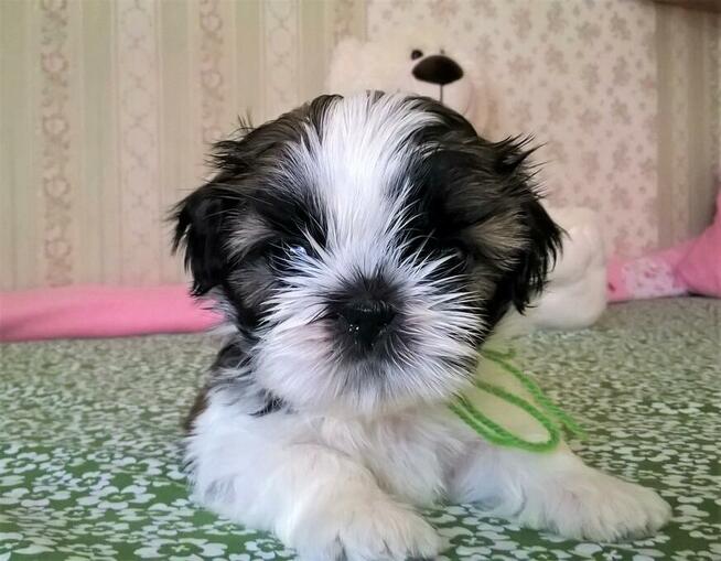 Shih Tzu szczeniaczki z rodowodem ZKwP(FCI) Olsztyn