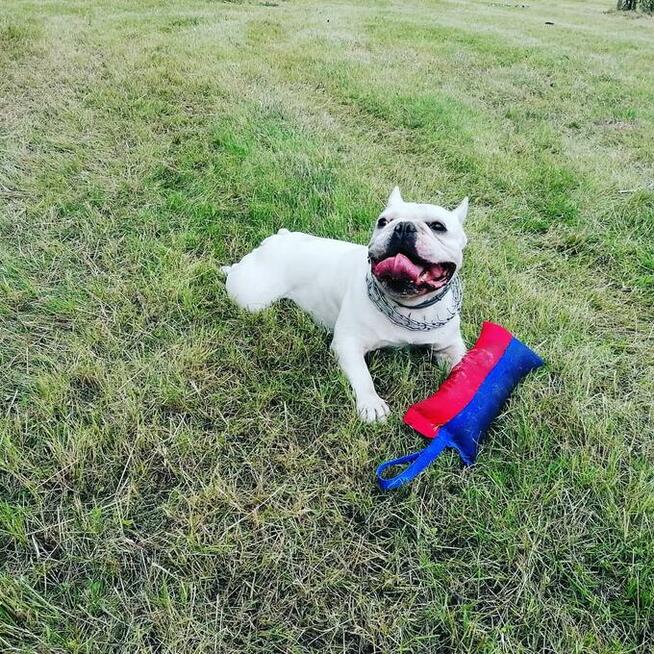 Buldog francuski- reproduktor, krycie