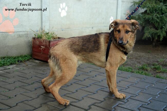 Torcik - słodziutki maluch