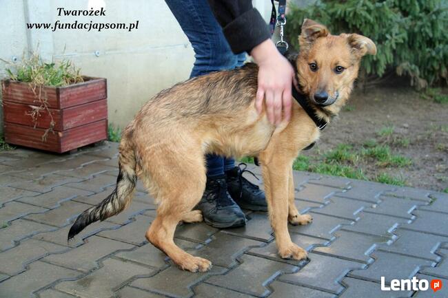 Twarożek, od szczeniaczka w schronisku