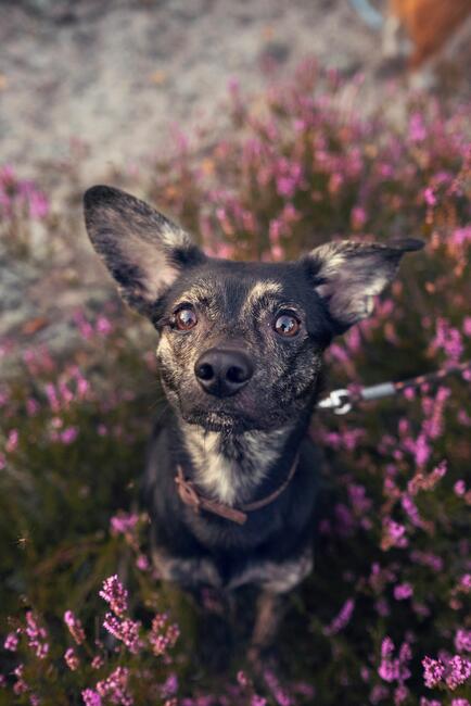 Nieduży Felix czeka na odpowiedzialnych opiekunów!
