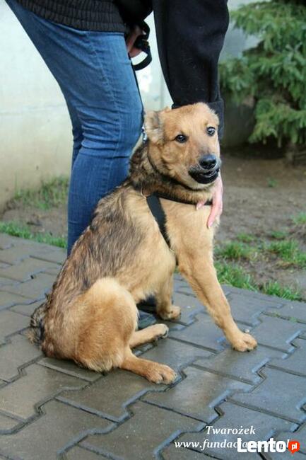 Twarożek, od szczeniaczka w schronisku