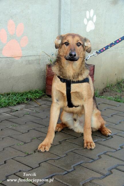 Torcik - słodziutki maluch