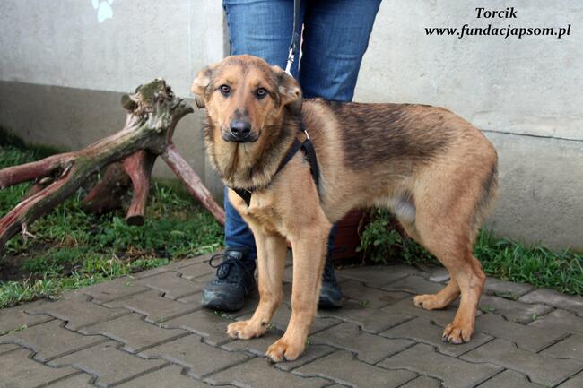 Torcik - słodziutki maluch