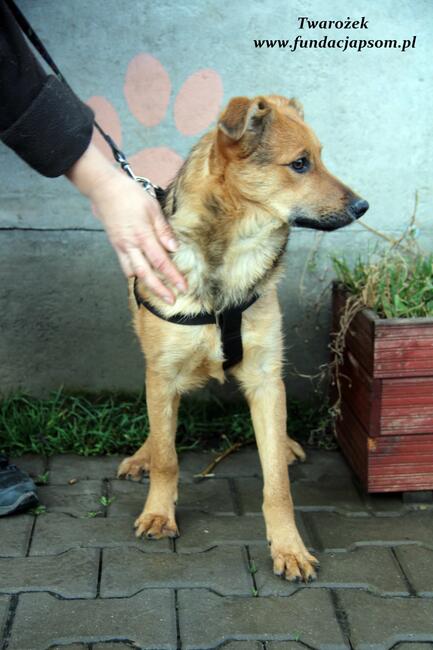 Twarożek, od szczeniaczka w schronisku