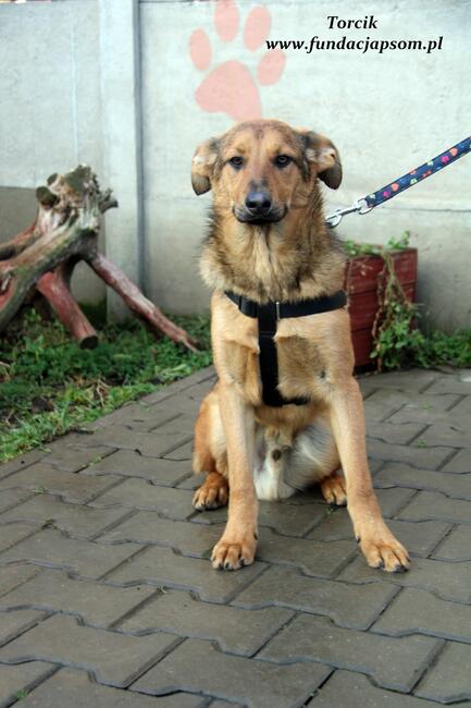 Torcik - słodziutki maluch