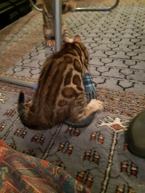 Bengalski Kot- są sliczne rozetowe kocięta - Hod. Kotów Beng