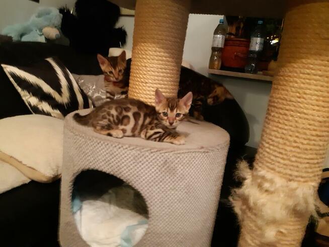 Bengalski Kot- są sliczne rozetowe kocięta - Hod. Kotów Beng