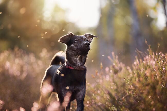 Nieduży Felix czeka na odpowiedzialnych opiekunów!