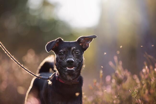 Nieduży Felix czeka na odpowiedzialnych opiekunów!