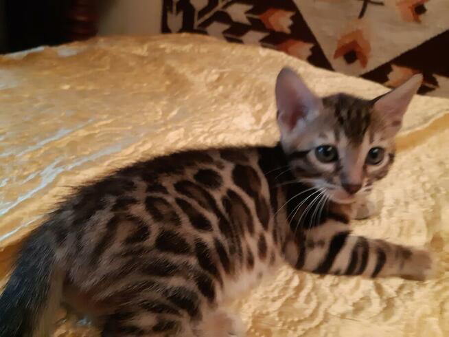 Bengalski Kot- są sliczne rozetowe kocięta - Hod. Kotów Beng