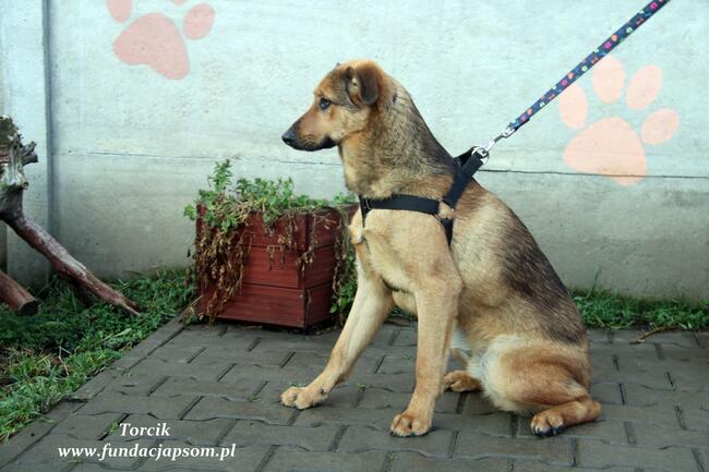 Torcik - słodziutki maluch