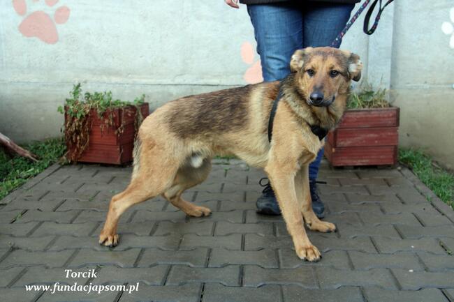 Torcik - słodziutki maluch