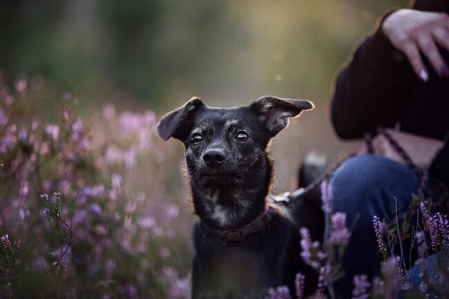 Nieduży Felix czeka na odpowiedzialnych opiekunów!