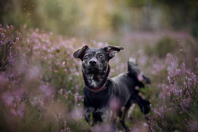 Nieduży Felix czeka na odpowiedzialnych opiekunów!