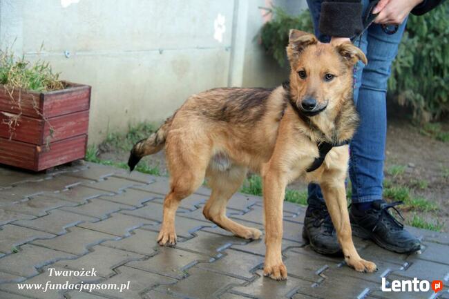Twarożek, od szczeniaczka w schronisku