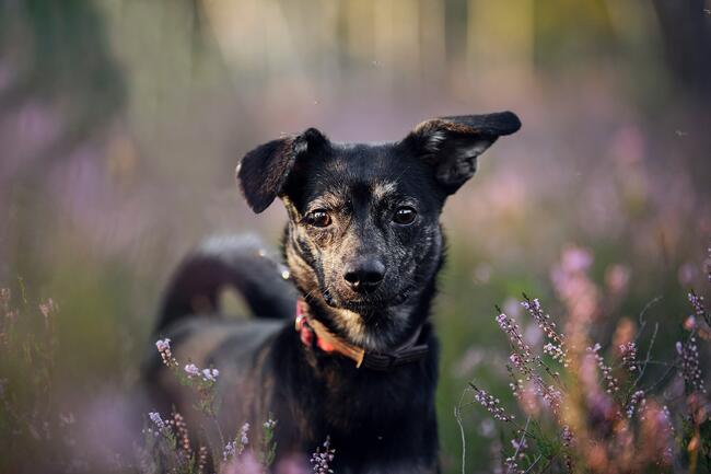 Nieduży Felix czeka na odpowiedzialnych opiekunów!
