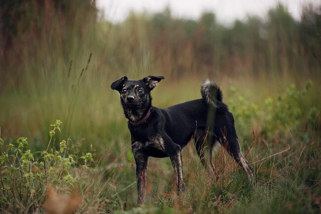 Nieduży Felix czeka na odpowiedzialnych opiekunów!