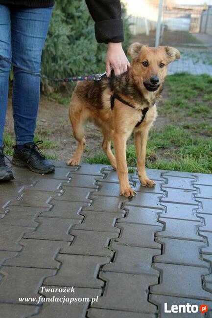Twarożek, od szczeniaczka w schronisku