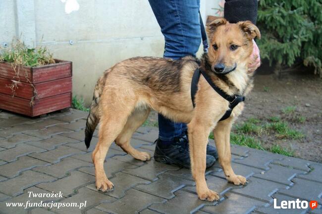 Twarożek, od szczeniaczka w schronisku