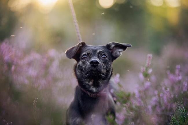 Nieduży Felix czeka na odpowiedzialnych opiekunów!