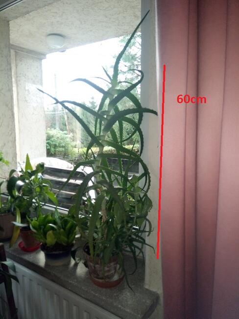 Aloes 100cm
