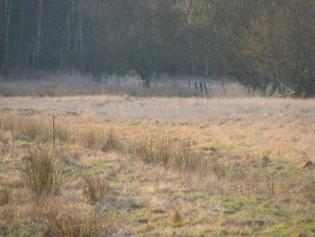 Działka w Ludwikowie, gm. Przygodzice, pow. Ostrów Wlkp.